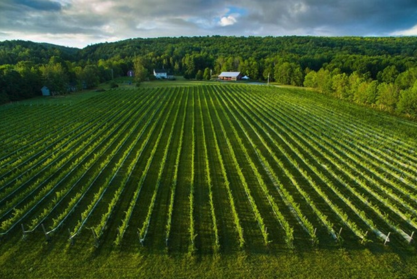Gaspereau Valley winery making Nova Scotia terroir wines