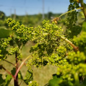 Flowering L'Acadie Blanc grape cluster with bee