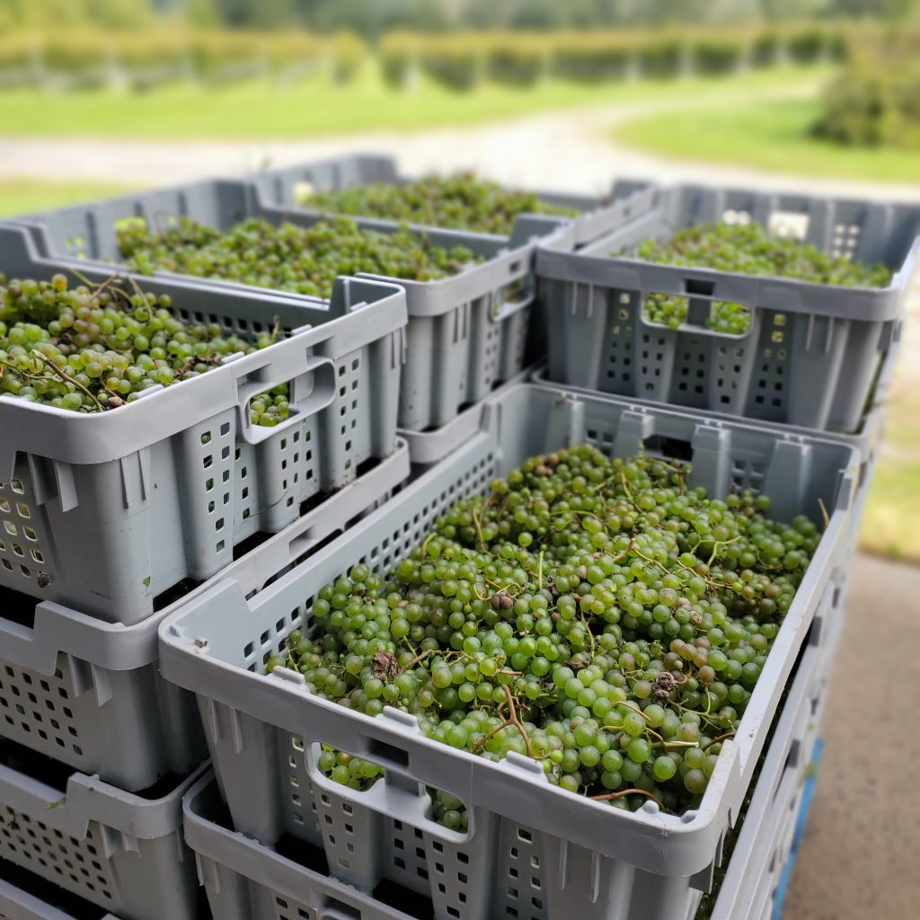 L'Acadie Blanc grapes from L'Acadie Vineyards in Gaspereau Valley, Nova Scotia