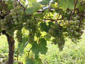 L’Acadie Blanc grapes growing in Nova Scotia vineyard